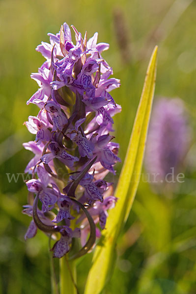 Fleischfarbenes Knabenkraut (Dactylorhiza incarnata)