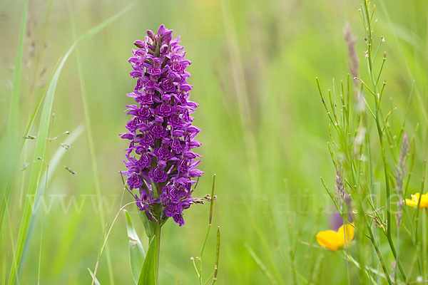 Fleischfarbenes Knabenkraut subsp. (Dactylorhiza incarnata subsp. coccinea)