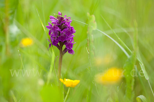 Fleischfarbenes Knabenkraut subsp. (Dactylorhiza incarnata subsp. coccinea)