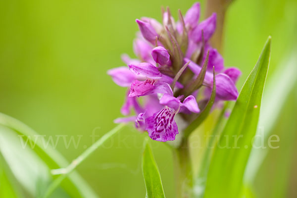 Fleischfarbenes Knabenkraut subsp. (Dactylorhiza incarnata subsp. coccinea)