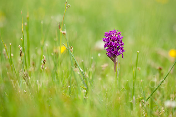 Fleischfarbenes Knabenkraut subsp. (Dactylorhiza incarnata subsp. coccinea)