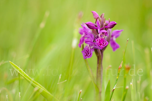 Fleischfarbenes Knabenkraut subsp. (Dactylorhiza incarnata subsp. coccinea)