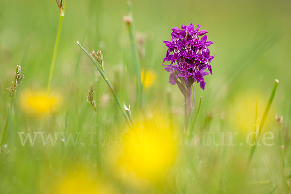 Fleischfarbenes Knabenkraut subsp. (Dactylorhiza incarnata subsp. coccinea)