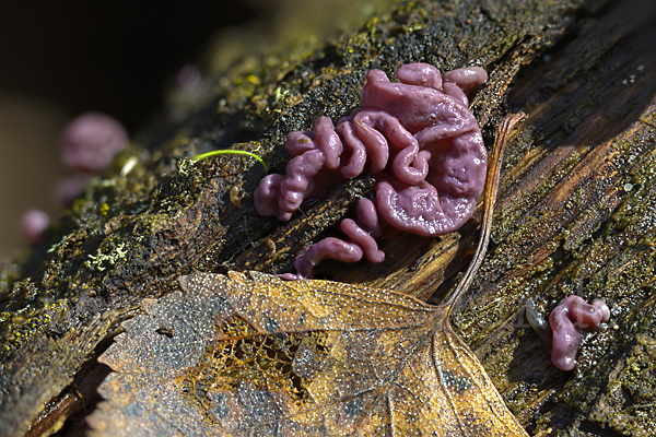 Fleischroter Gallertbecher (Ascocoryne sarcoides)