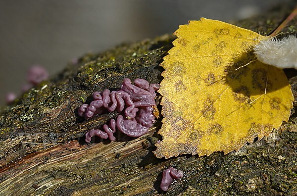 Fleischroter Gallertbecher (Ascocoryne sarcoides)