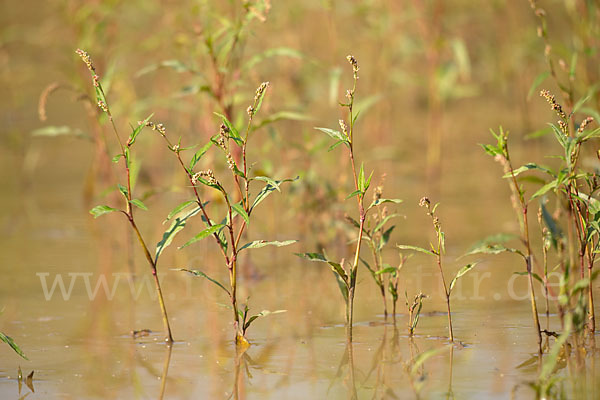 Floh-Knöterich (Polygonum persicaria)