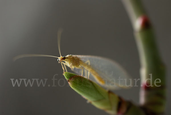 Florfliege spec. (Chrysoperia carnea)