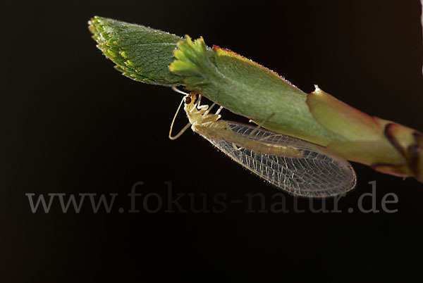 Florfliege spec. (Chrysoperia carnea)