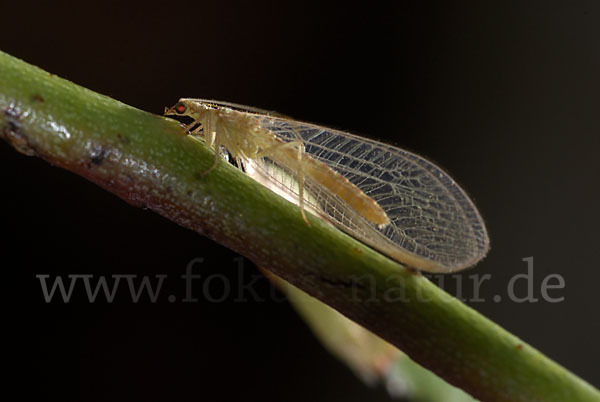 Florfliege spec. (Chrysoperia carnea)