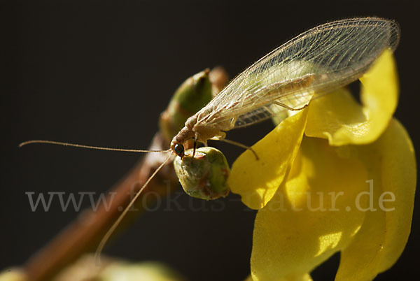 Florfliege spec. (Chrysoperia carnea)