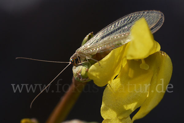 Florfliege spec. (Chrysoperia carnea)