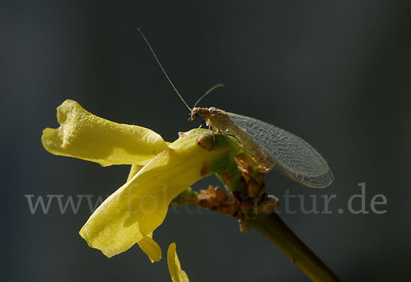 Florfliege spec. (Chrysoperia carnea)