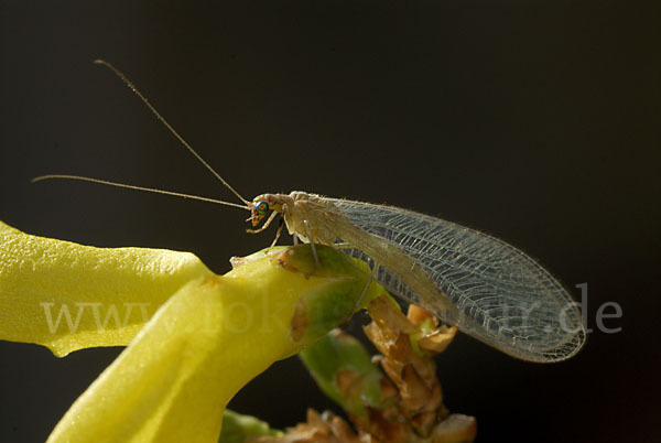 Florfliege spec. (Chrysoperia carnea)