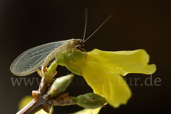 Florfliege spec. (Chrysoperia carnea)