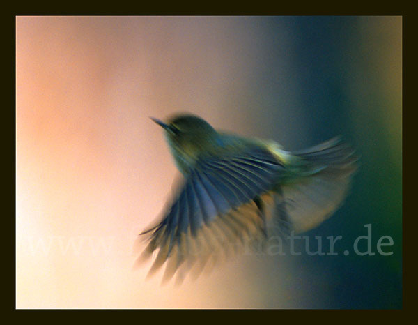 Flug (flight)