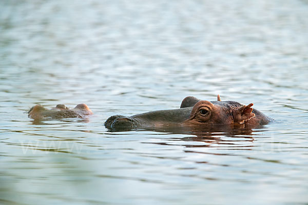 Flusspferd (Hippopotamus amphibius)