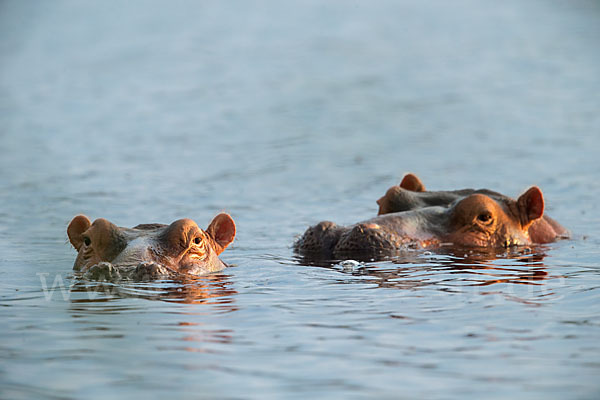 Flusspferd (Hippopotamus amphibius)