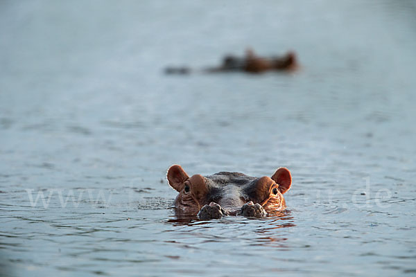 Flusspferd (Hippopotamus amphibius)