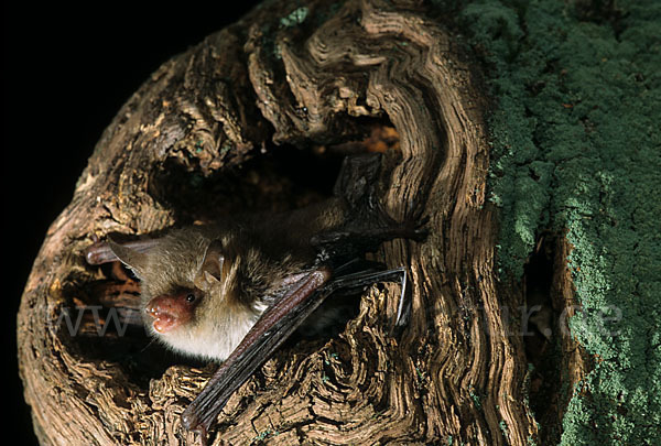 Fransenfledermaus (Myotis nattereri)