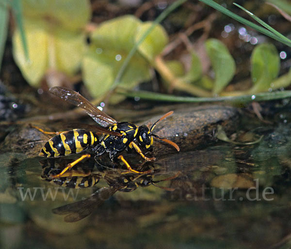 Französische Feldwespe (Polistes dominulus)