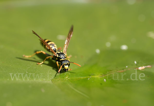 Französische Feldwespe (Polistes dominulus)