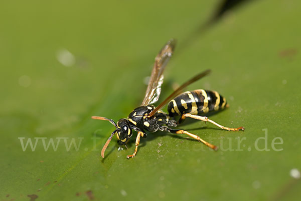 Französische Feldwespe (Polistes dominulus)