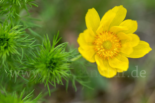 Frühlings-Adonisröschen (Adonis vernalis)