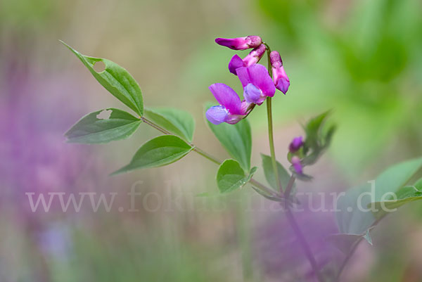 Frühlings-Platterbse (Lathyrus vernus)