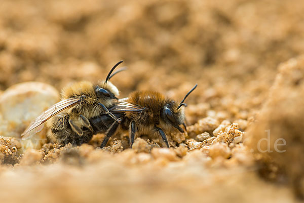 Frühlings-Seidenbiene (Colletes cunicularius)