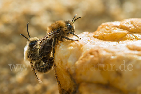 Frühlings-Seidenbiene (Colletes cunicularius)