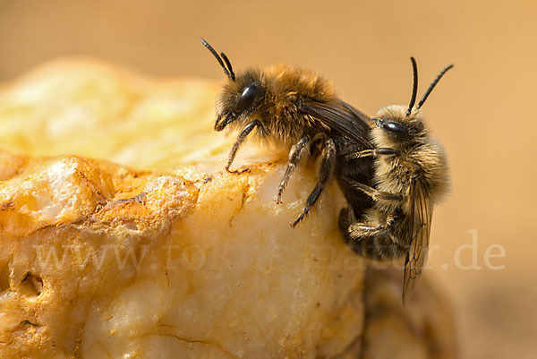 Frühlings-Seidenbiene (Colletes cunicularius)