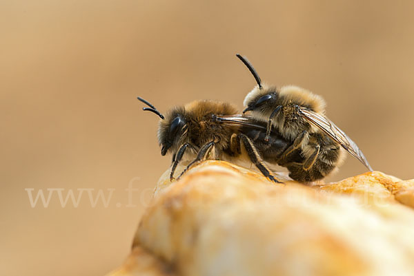 Frühlings-Seidenbiene (Colletes cunicularius)