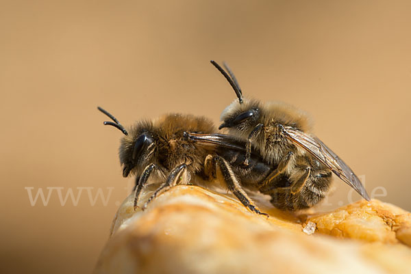 Frühlings-Seidenbiene (Colletes cunicularius)