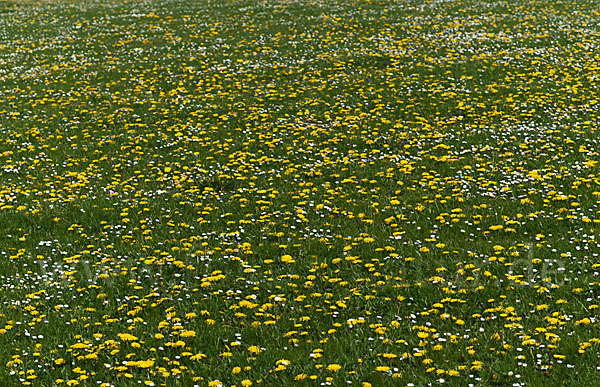 Gänseblümchen (Bellis perennis)