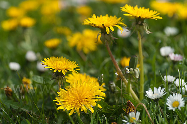 Gänseblümchen (Bellis perennis)