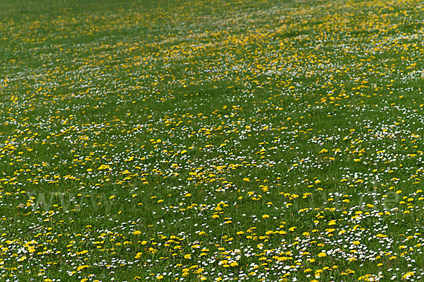 Gänseblümchen (Bellis perennis)