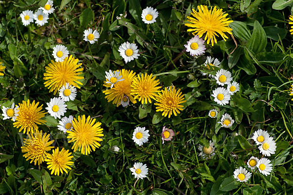 Gänseblümchen (Bellis perennis)