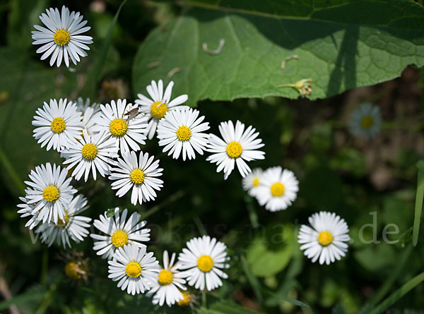 Gänseblümchen (Bellis perennis)