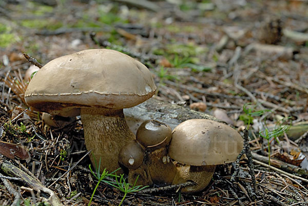 Gallenröhrling (Tylopilus felleus)