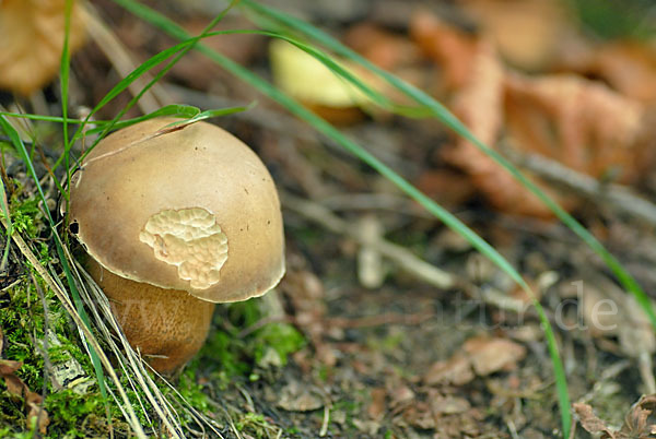 Gallenröhrling (Tylopilus felleus)