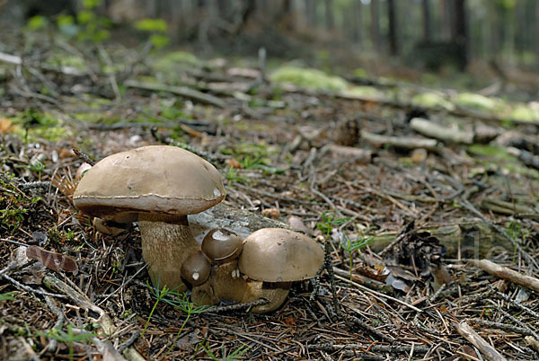 Gallenröhrling (Tylopilus felleus)