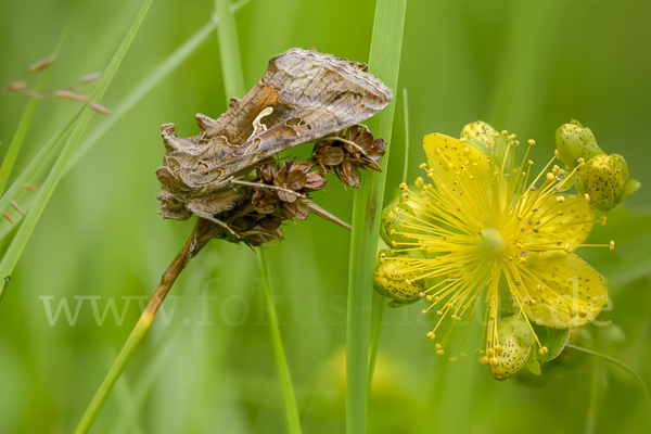 Gammaeule (Autographa gamma)