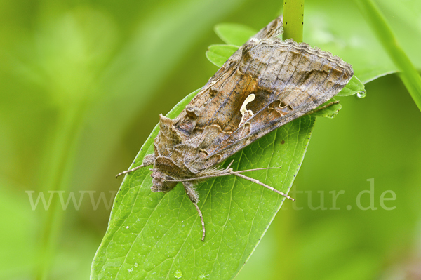 Gammaeule (Autographa gamma)