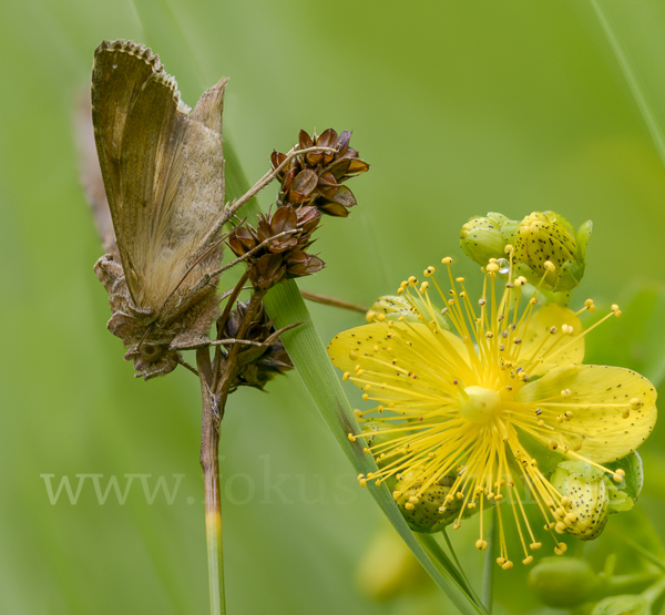 Gammaeule (Autographa gamma)