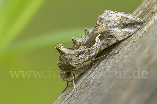 Gammaeule (Autographa gamma)