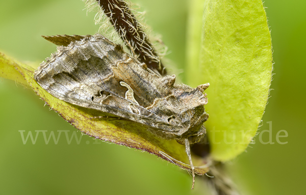 Gammaeule (Autographa gamma)