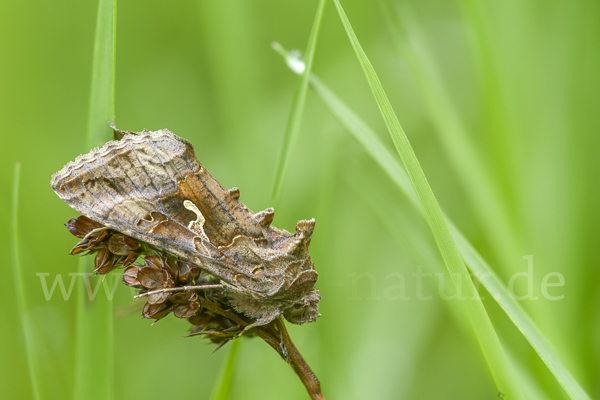 Gammaeule (Autographa gamma)