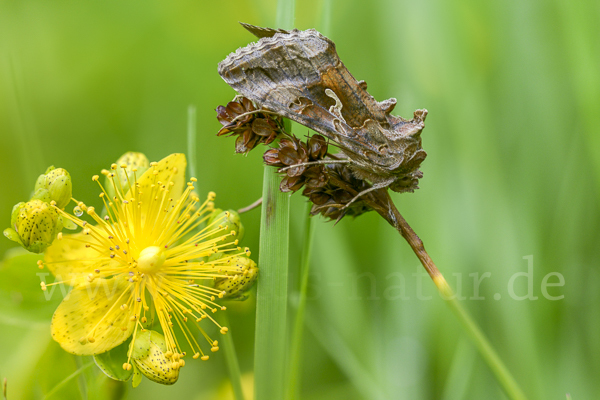 Gammaeule (Autographa gamma)