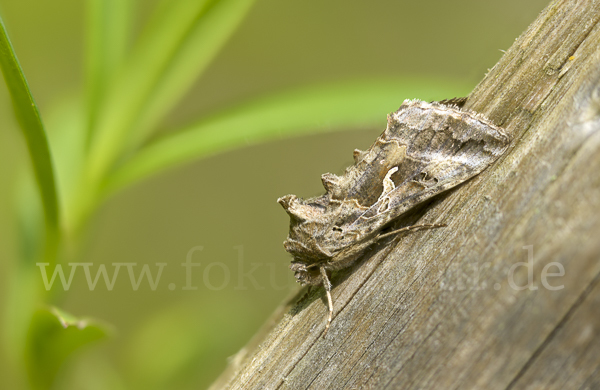 Gammaeule (Autographa gamma)