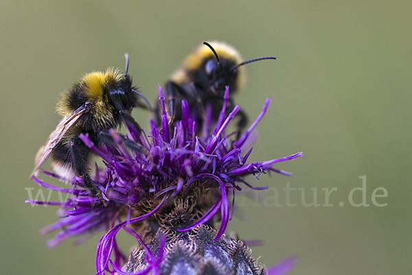 Gartenhummel (Bombus hortorum)